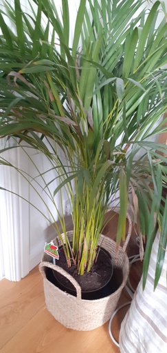 If you notice your cat palm has brown tips, it may be due to repotting shock.