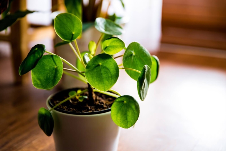 If you notice your Chinese money plant dropping leaves, it could be due to extreme changes in temperature.