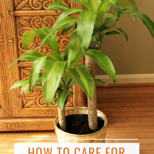 If you notice your coffee plant's leaves are curling, it could be due to one of these 13 causes - luckily, there is a solution for each problem.