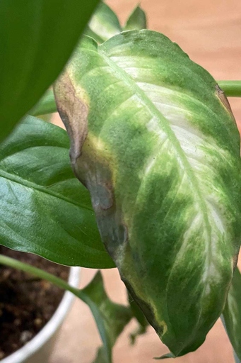 If you notice your Dieffenbachia leaves turning brown, don't panic.