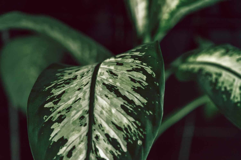 If you notice your Dieffenbachia's leaves are dripping water, it's likely due to guttation.