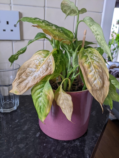 If you notice your Dieffenbachia's leaves turning yellow and wilting, it is likely due to root rot.