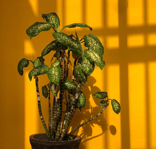 If you notice your dieffenbachia's stem has become mushy, it is likely due to root rot.