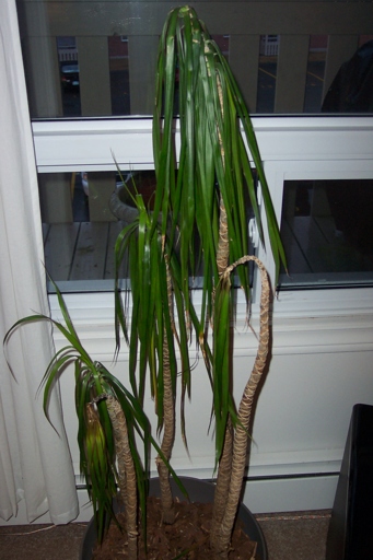 If you notice your Dracaena's leaves drooping and its roots appearing mushy, it may have soft rot.