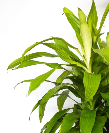 If you notice your Dracaena's leaves drooping and yellowing, it may be a sign of root rot.