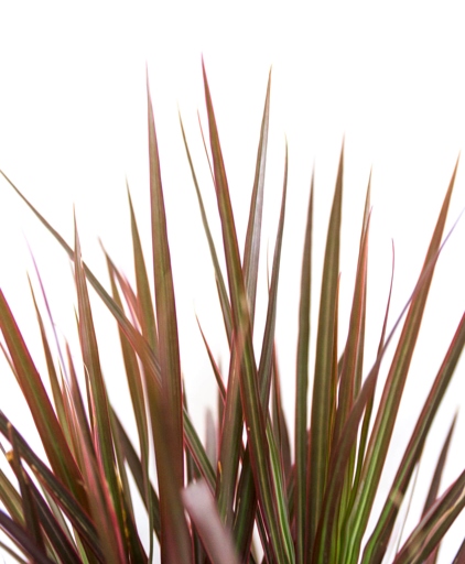 If you notice your Dracaena's leaves turning brown and mushy, it's likely due to soft brown rot.