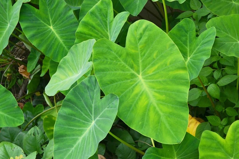 If you notice your elephant ear leaves curling, it is likely due to a pest attack.