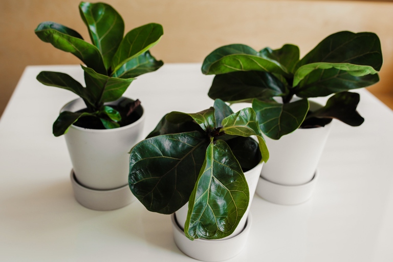 If you notice your fiddle leaf fig's leaves are cracking, it is likely a sign of overwatering.