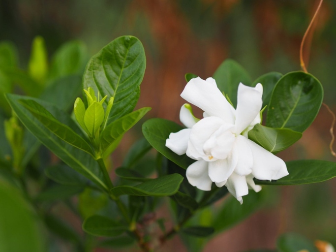 If you notice your gardenia's leaves curling, it could be a sign of several different problems.