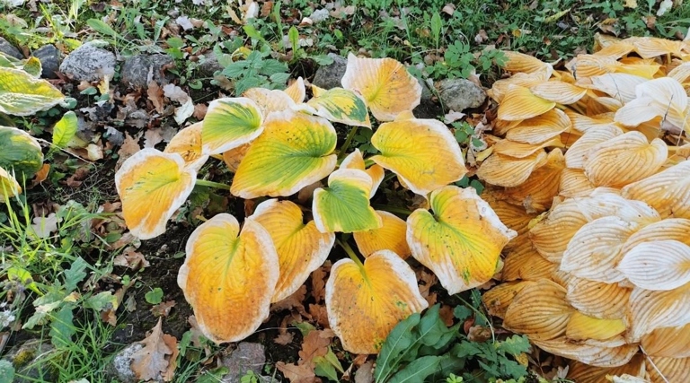 If you notice your hosta leaves turning yellow, brown, or black, treatment is important to prevent the spread of disease.