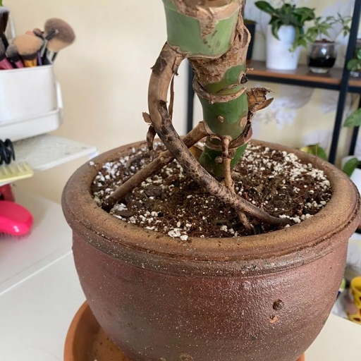 If you notice your jade plant growing aerial roots, don't worry!