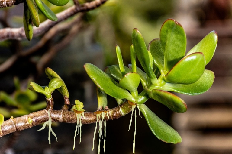 If you notice your jade plant growing aerial roots, it's likely due to the plant being in too much shade.