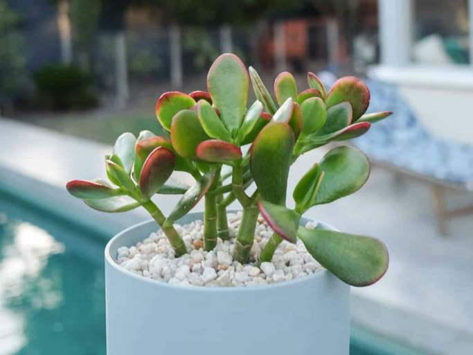 If you notice your jade plant's leaves are drooping and it's overall appearance is wilted, it is likely due to being underwatered.