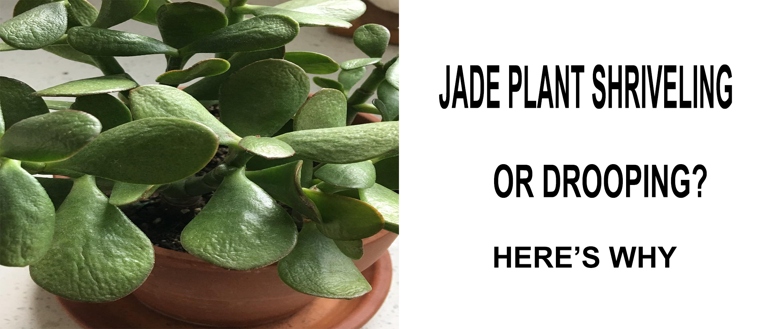 If you notice your jade plant's leaves are drooping and the soil is dry, it's likely that your plant is underwatered.