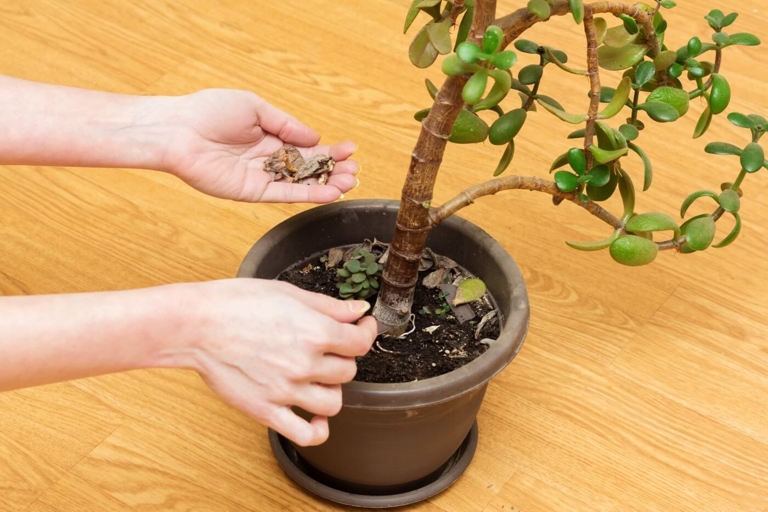 If you notice your jade plant's leaves are wilting and falling off, it is likely that you are overwatering it.