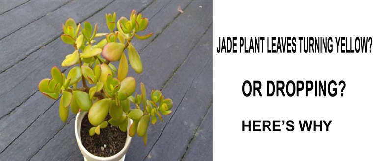 If you notice your jade plant's leaves turning yellow and falling off, it could be a sign of root rot.