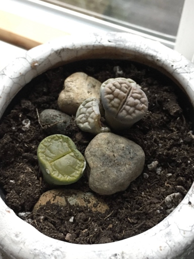 If you notice your Lithops are splitting, it's likely because they are overwatered.