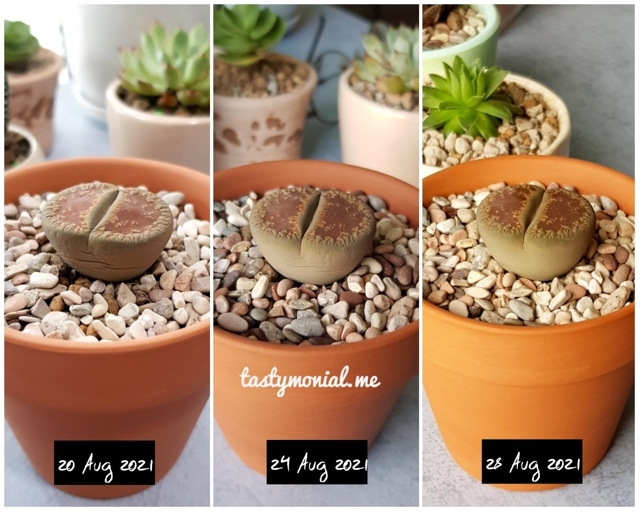 If you notice your Lithops are wilting, check the soil before watering.