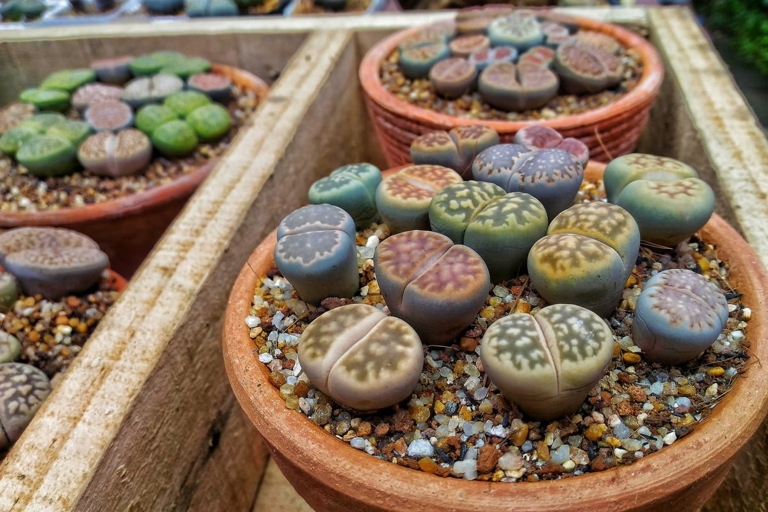 If you notice your Lithops shrinking and the leaves turning brown, it's a sign that the plant is underwatered.