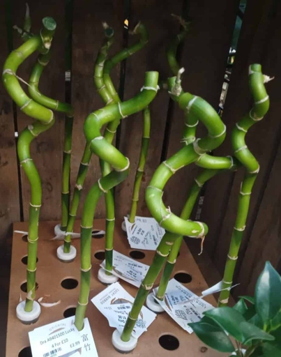 If you notice your lucky bamboo has started to yellow or the leaves are drooping, this is a sign of root rot.