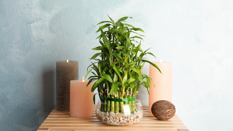 If you notice your lucky bamboo has started to yellow, wilt, or the leaves are drooping, this is a sign of root rot.