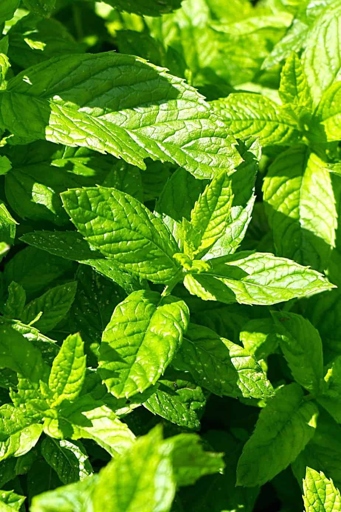 If you notice your mint plant's leaves turning yellow, brown, or black, it could be a sign of a fungal disease.