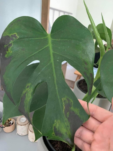 If you notice your Monstera leaves turning black, it is likely due to improper watering.