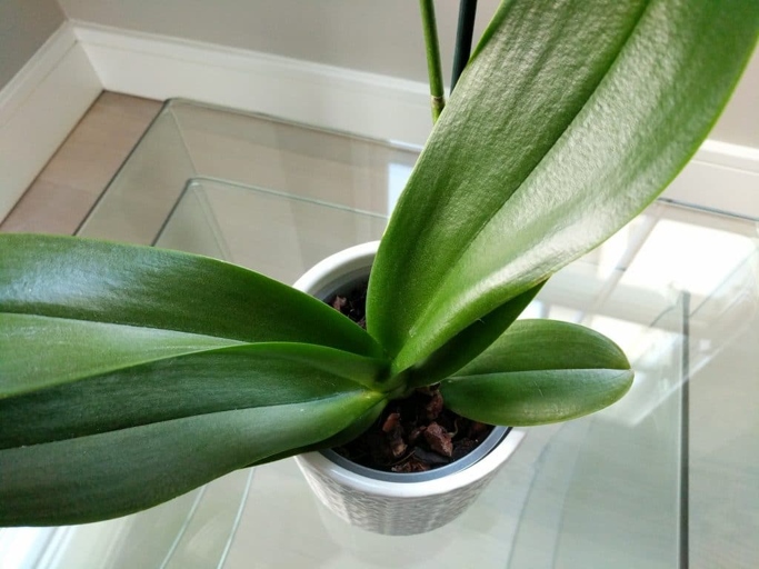 If you notice your orchid's leaves are dry and brittle, increase the humidity around the plant and mist the leaves daily.