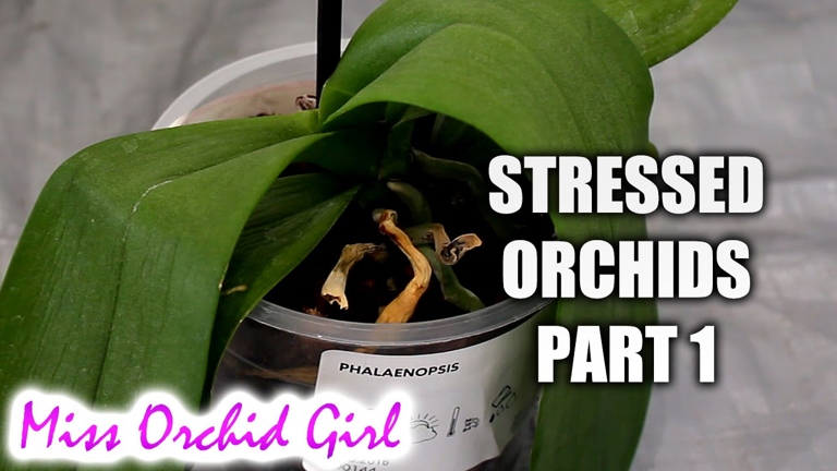 If you notice your orchid's leaves wilting, it may be a sign that the plant is not getting enough energy.
