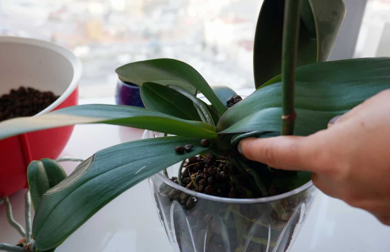 If you notice your orchid's leaves wilting, it's important to take action right away.