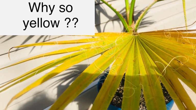 If you notice your palm tree's leaves turning yellow and drooping, it's a sign that it's overwatered and you should water it less.