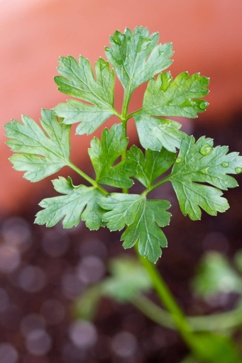 If you notice your parsley leaves turning red, it could be due to one of several causes. Luckily, there are also several solutions that you can try to get your parsley plants back to health.
