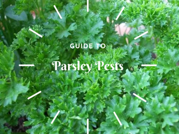 If you notice your parsley leaves turning red, it could be due to one of several causes. Luckily, there are also several solutions that you can try to fix the problem.