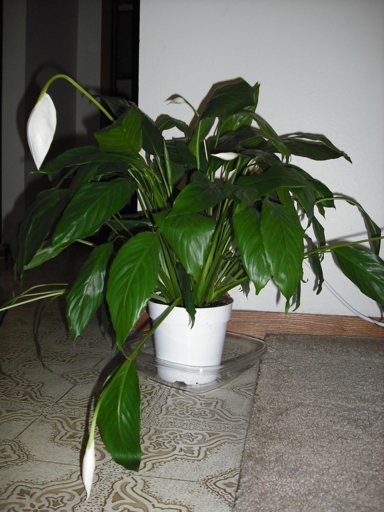 If you notice your peace lily's leaves are wilting, check the soil before watering to see if it is dry.