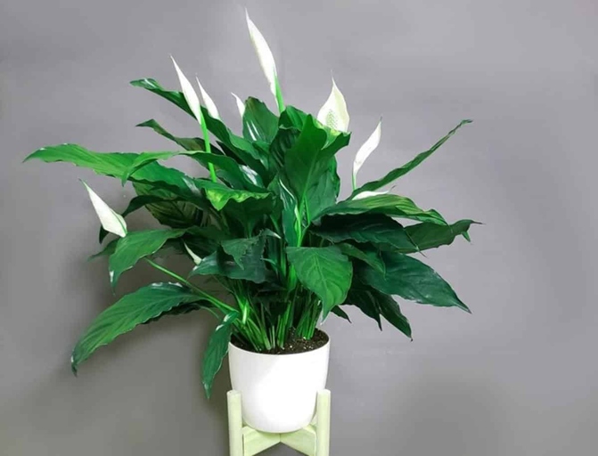 If you notice your peace lily's leaves curling, it could be a sign of an insect infestation.
