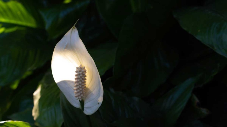 If you notice your peace lily's leaves turning black, it is likely due to cold injury.