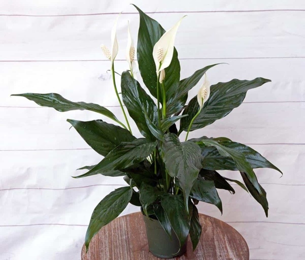 If you notice your peace lily's leaves turning yellow and wilting, it is likely due to overwatering.
