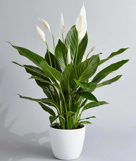 If you notice your peace lily's leaves turning yellow and wilting, it is likely due to root rot, a pathogenic infection.