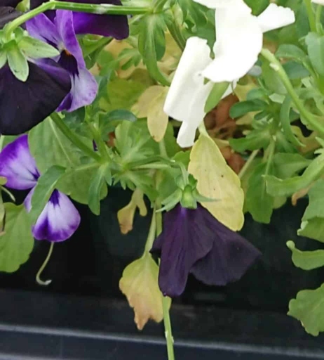 If you notice your petunias wilting, check to see if the soil is too moist by lightly tipping the pot.