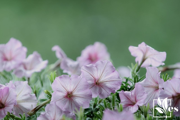 If you notice your petunias wilting, yellowing, or developing brown spots, it is likely that they are being overwatered.
