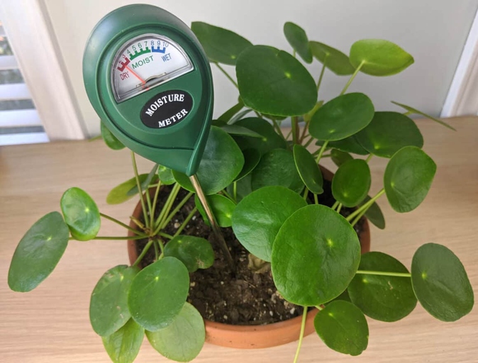 If you notice your Pilea rapidly wilting, it is likely suffering from root rot.
