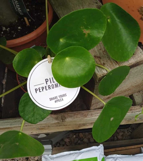 If you notice your Pilea's leaves turning yellow or brown, or if the plant is wilting, it may be time to repot using new soil and a pot.