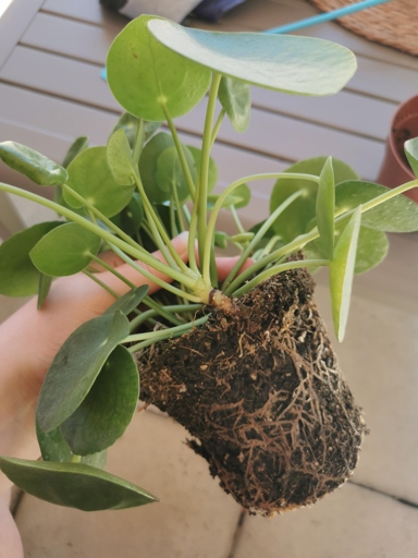 If you notice your Pilea's stem is soft and swollen, it's likely suffering from root rot.