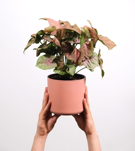 If you notice your Pink Syngonium's leaves curling, it could be a sign of too much direct sunlight or not enough humidity.
