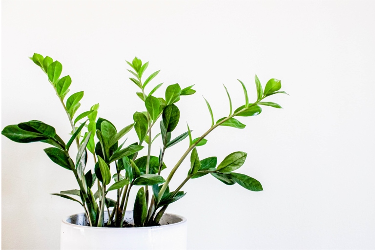 If you notice your plant's leaves are wilting, it's time to water your ZZ plant.