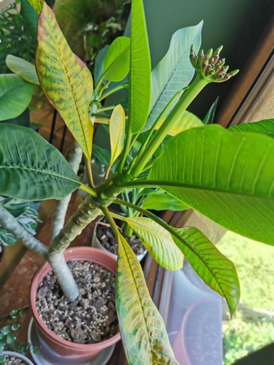 If you notice your plumeria's leaves drooping and yellowing, it may be time to repot the plant.