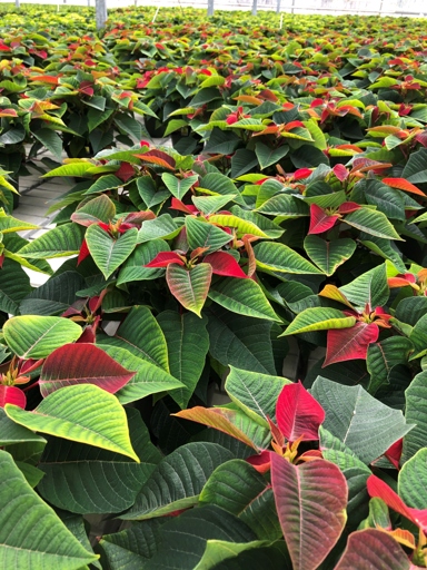 If you notice your poinsettia leaves turning black, it is likely due to an insect infestation.