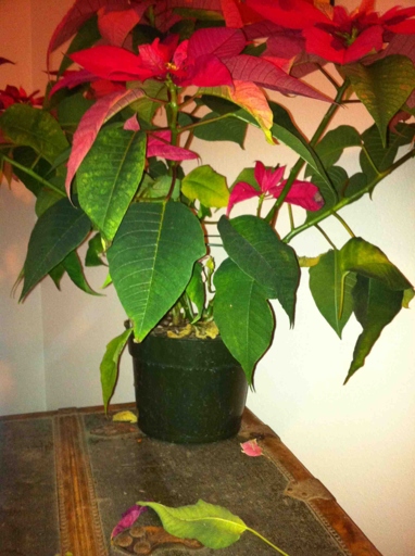 If you notice your poinsettia's leaves curling, it could be a sign that the plant is not getting enough water.
