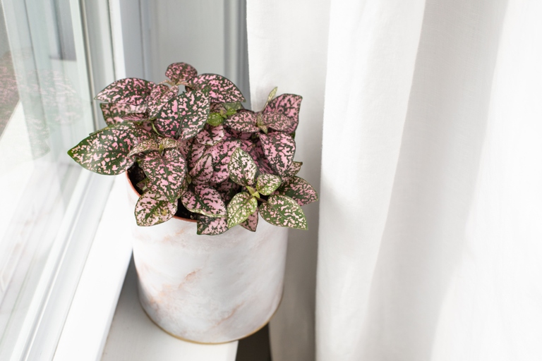 If you notice your polka dot plant flowering, it may be due to the hot weather.