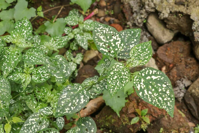 If you notice your polka dot plant's leaves curling, it could be a sign of disease.